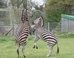 Parc zoologique de Bristol